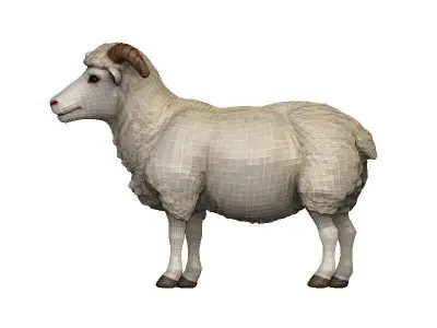 Sheep Low-poly 3D model 8