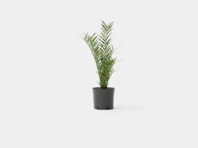 Phoenix canariensis Low-poly 3D model