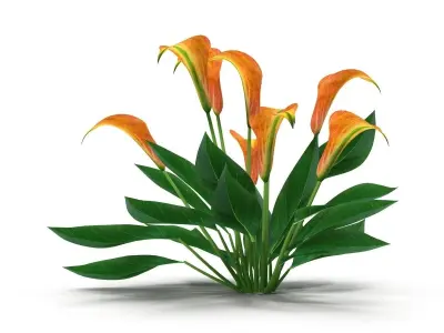 Calla Lily orange 3D model