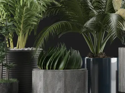 Plants Collection 20 3D model