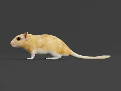 Mongolian Gerbil Rat Rodent Low-poly 3D model