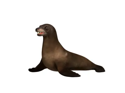 Sea Lion Low-poly 3D model