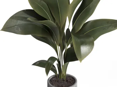 indoor plant 029 3D model