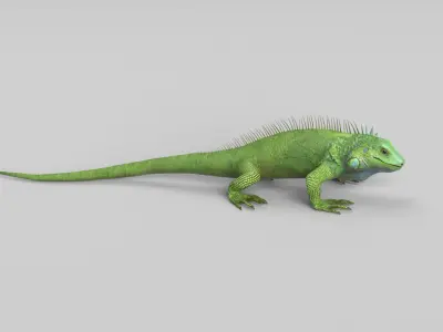 Iguana 3D model