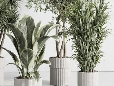 indoor plant set 414 plant ficus elastica tree palm bush Low-poly 3D model