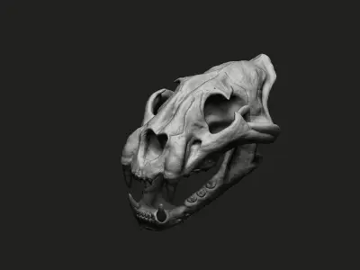 Cheetah Skull 3D model purchase