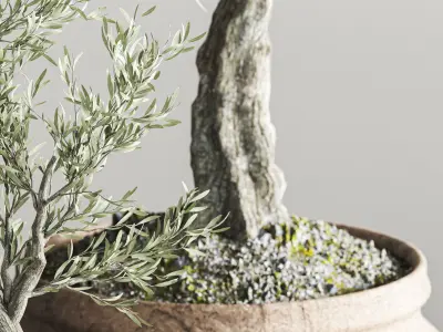 plant collection olive 3D model