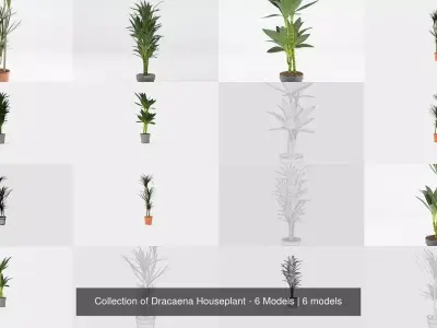 Collection of Dracaena Houseplant - 6 Models