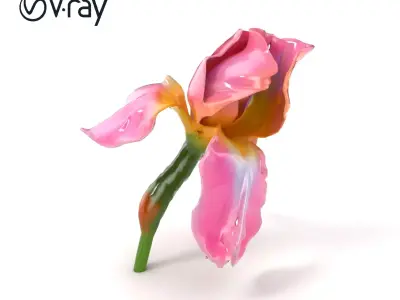 Pink Iris Flower Sculpture model pack Low-poly 3D model