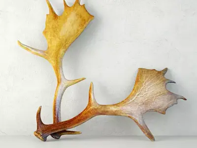 Naturally Shed Moose Antlers 3D model