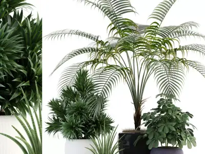 Plants collection 86 3D model