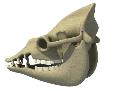 Bones Camel Skull 3D model