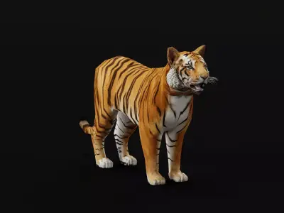 Young South China Tiger Low-poly 3D model