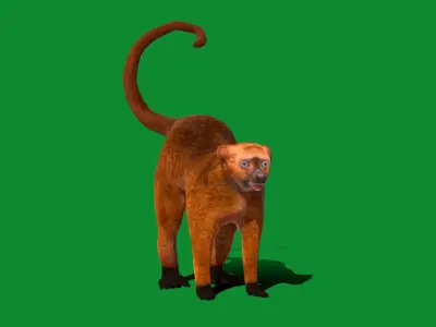 Blue Eyed Black Lemur Low-poly 3D model