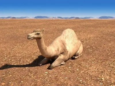 Arabian Camel Low-poly 3D model