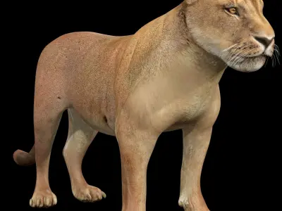   Lion female - Lioness Rig Low-poly 3D model