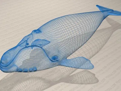 Northern Right Whale - Eubalaena Glacialis - Adult Male -  3D model