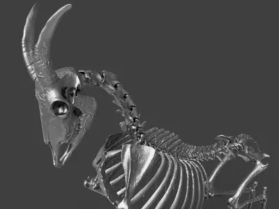 Goat Skeleton Concept Art Model 3D model