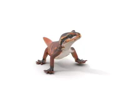 Striped Gecko model pack Low-poly 3D model
