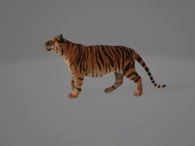 3d tiger 3D model