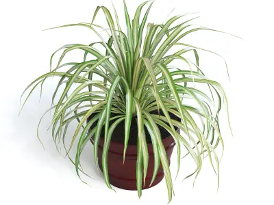 Spider Plant III 3D model