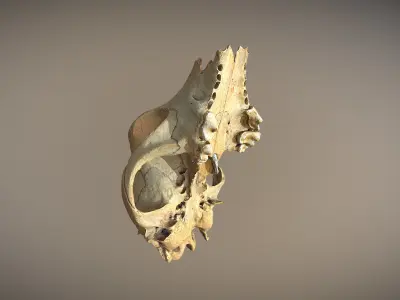 photorealistic high poly animal skull 3D model