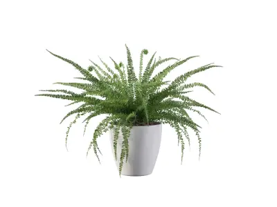 Fern 08 in white pot 3D model