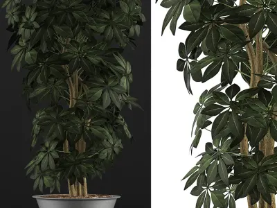 Plants Collection 76 3D model