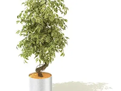 Leafy Potted Plant 3D model