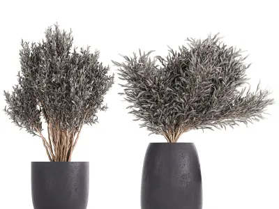 Olive trees in a black flowerpots 812 3D model