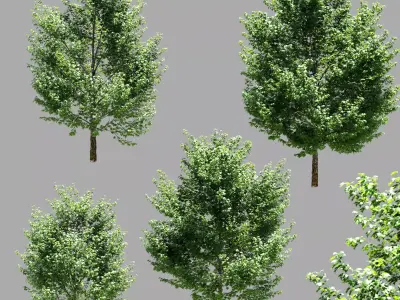 Maple trees - Set of 4 models 3D model
