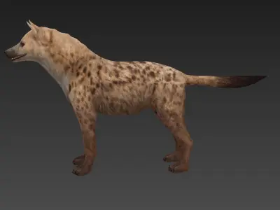 Hyaenidae hyena Low-poly 3D model