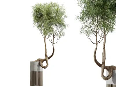 AV HousePlants Japandi Minimalism Ficus Dracaena Marginata16 3D model