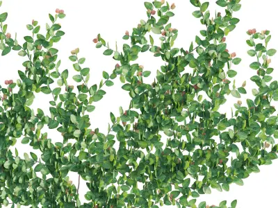 Ficus pumila - Creeping Fig - Climbing fig 3D model