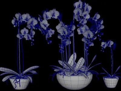  Phalaenopsis Flower 3D model