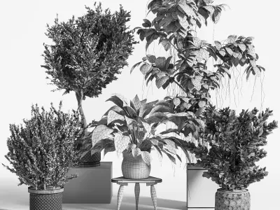 Indoor Plant Set 09 3D model