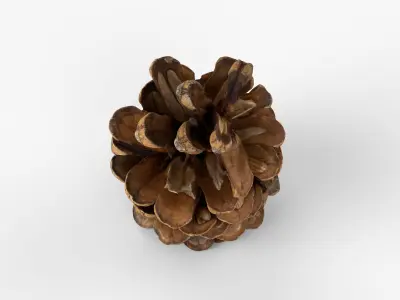 Photorealistic 3D scan of pine conifer cone Low-poly 3D model