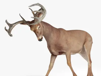 Deer Rigged Low-poly 3D model