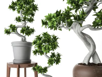 Ficus Microcarpa 3D model