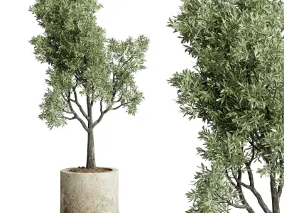 Tree plant in a old concrete dirty outdoor plant set 213  3D model