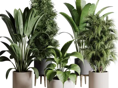 indoor plant 196 plant ficus rubbery palm ravenala bamboo 3D model