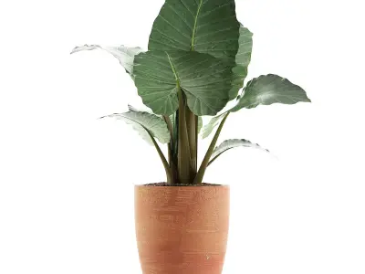 Plants Collection 67 3D model