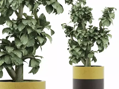 Plants Collection 119 3D model