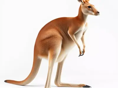 Realistic Kangaroo model pack Low-poly 3D model