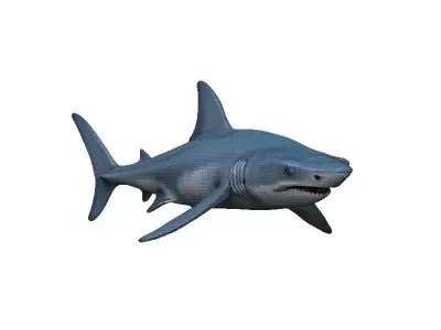Shark Low-poly 3D model 47