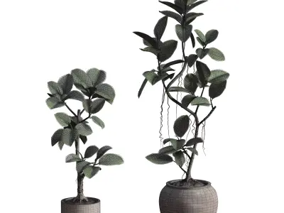 Ficus Elastica Plant Clay Stone Pot 3D model