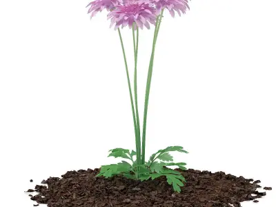 Ornamental Grass 3 3D model