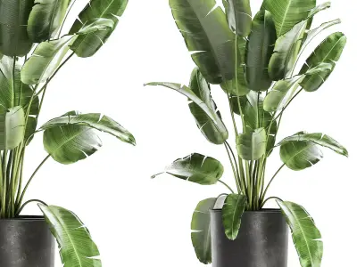 Banana bush in a pot for the interior 862 3D model