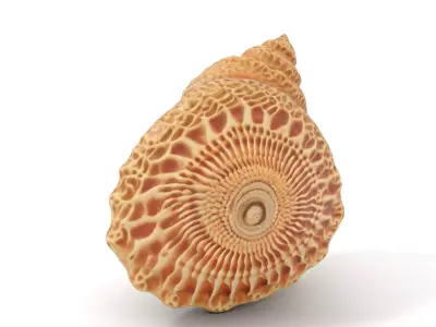 Textured Ocean Shell model pack Texture