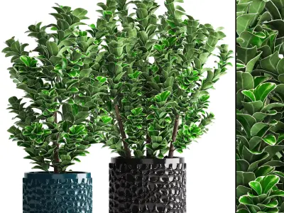 Euonymus plant in pot  3D model